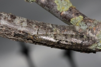 Le Fourmilion longicorne (Neuroptre - Myrmeleontidae - Distoleon tetragrammicus)